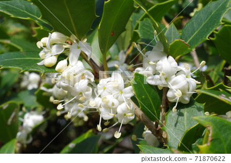 ira良葉和冬青花 ira良葉和冬青花 71870622