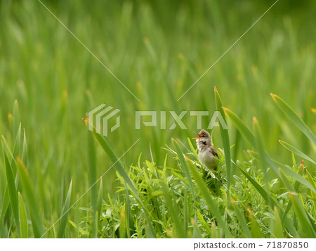 The cry of the reed warbler echoing in the reeds dyed in green 71870850