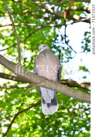 A photo of a turtledove facing sideways in a forest and perching on a tree branch from the front 71871033