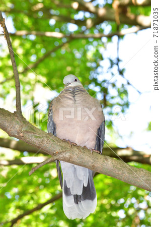 A frontal photo of a turtledove perching on a tree branch, facing diagonally sideways in the woods 71871035