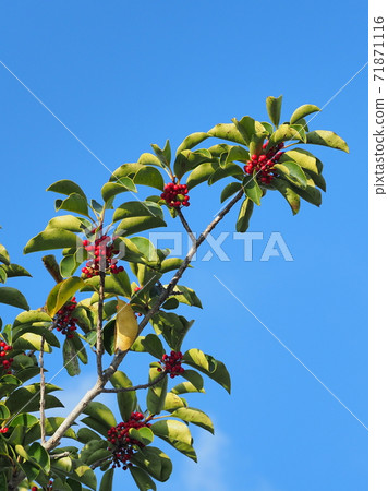 Kuroganemochi（用於幸運符和秋季圖片） 71871116