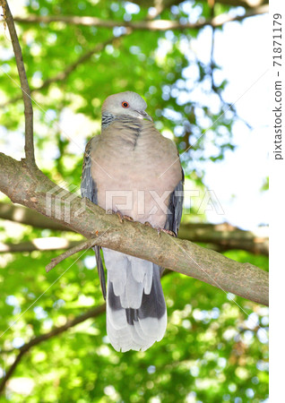 A photo of a turtledove facing sideways in a forest and perching on a tree branch from the front 71871179
