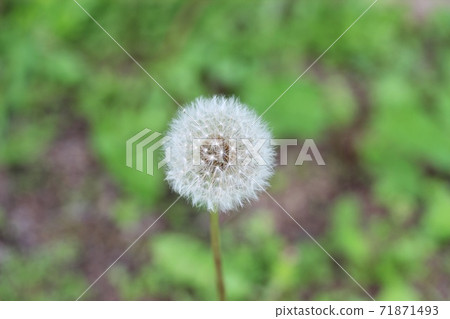 Dandelion's fluff Dandelion's fluff 71871493