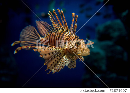 Sea lady lionfish 71871607