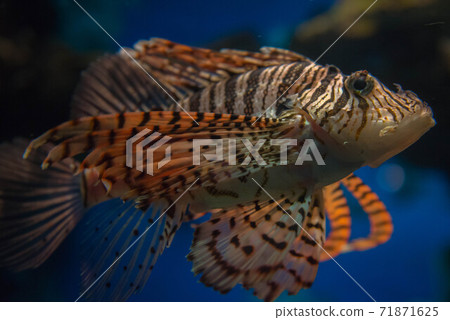 Sea lady lionfish 71871625