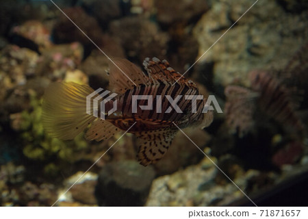 Sea lady lionfish 71871657