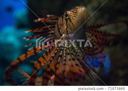 Sea lady lionfish 71871660