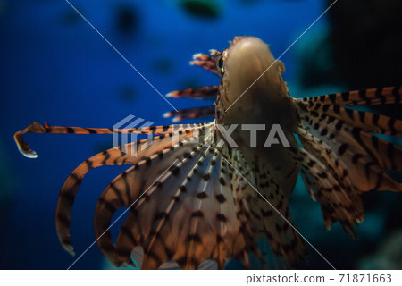 Sea lady lionfish Sea lady lionfish 71871663