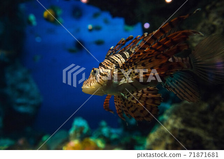 海上美濃子 71871681