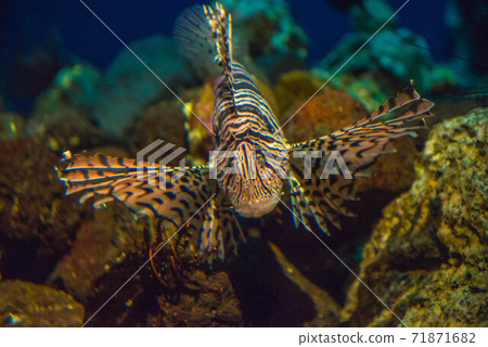 海上美濃子 71871682