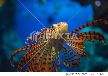 Sea lady lionfish 71871683