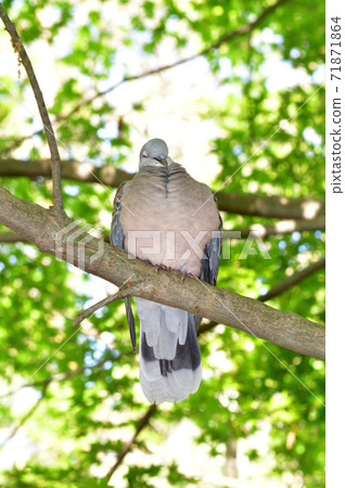 A frontal photo of a turtledove perching on a tree branch, facing diagonally sideways in the woods 71871864