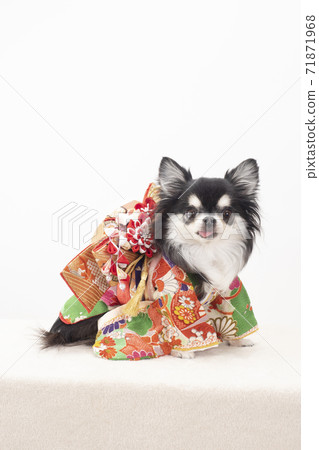 Chihuahua smiling in red sunny clothes Chihuahua smiling in red sunny clothes 71871968