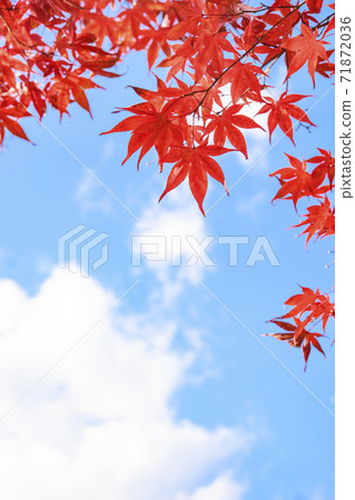 Bright red maple in the blue sky Autumn leaves Bright red maple in the blue sky Autumn leaves 71872036