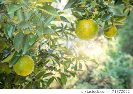 橘子 果園 橘子樹 自然 Tangerine tree orange garden 蜜柑 みかん 橘子 果園 橘子樹 自然 Tangerine tree orange garden 蜜柑 みかん 71872062