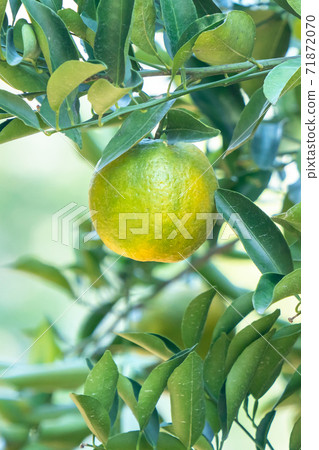 Tangerines Orchard Tangerine Tree Nature Tangerine tree orange garden Tangerine みかん Tangerines Orchard Tangerine Tree Nature Tangerine tree orange garden Tangerine みかん 71872070