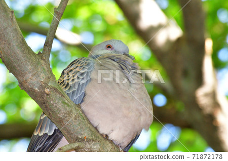 A low-angle photo of a turtledove perching on a tree branch facing the front in the woods from diagonally below. 71872178
