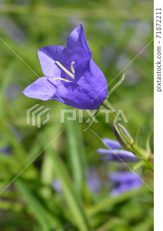 Peach-leaved bellflower Peach-leaved bellflower 71872211