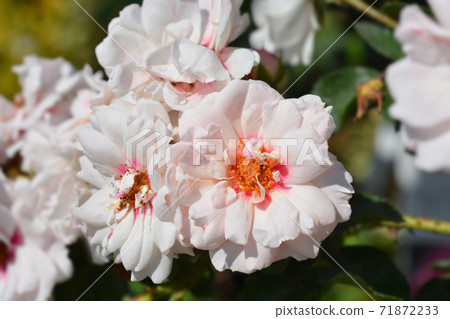 Bright Eyes Rose 71872233