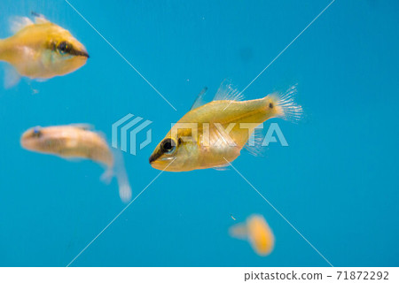 水族館很有趣 71872292