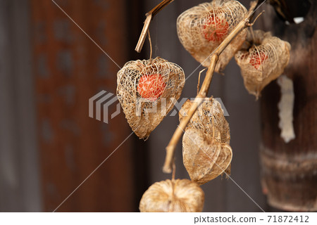 Dried flowers of physalis 71872412