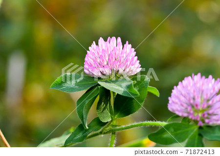Red clover Red clover 71872413