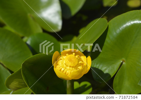Yellow water lily 71872584