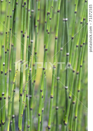 Scouring rush horsetail Scouring rush horsetail 71872585