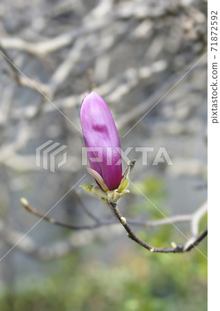 Magnolia tree 71872592