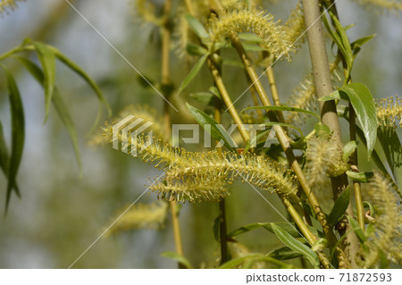 Golden Weeping Willow Golden Weeping Willow 71872593