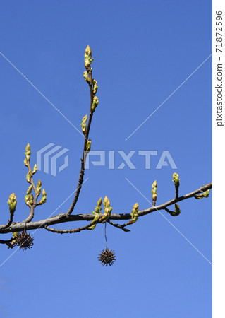 American sweetgum American sweetgum 71872596