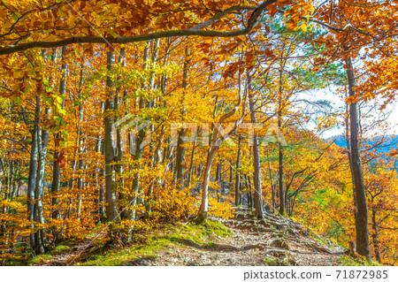 Forest with trees in autumn colors illuminated by sunlight. 71872985