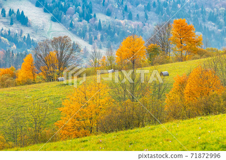Colored trees in the autumn mountain landscape. Colored trees in the autumn mountain landscape. 71872996
