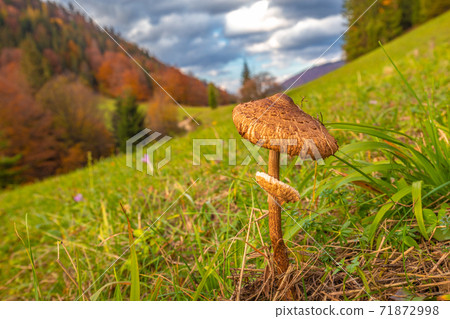 The parasol mushroom (Macrolepiota procera latin name) in front The parasol mushroom (Macrolepiota procera latin name) in front 71872998