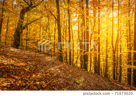 Forest with trees in autumn colors illuminated by sunlight. Forest with trees in autumn colors illuminated by sunlight. 71873020