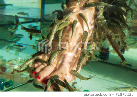 foot care with natural peeling and massage. Fish choose only damaged areas of skin. Garra Rufa fish foot care with natural peeling and massage. Fish choose only damaged areas of skin. Garra Rufa fish 71873123