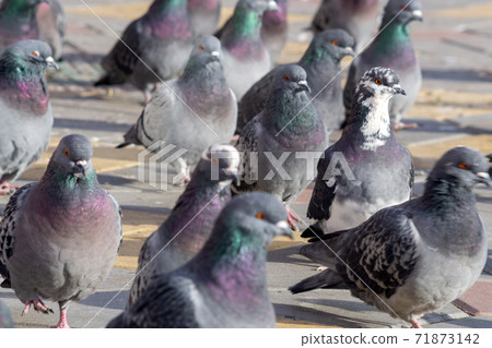Pigeon or domestic pigeon or Columba livia domestica or rock dove or rock pigeon. Pigeon or domestic pigeon or Columba livia domestica or rock dove or rock pigeon. 71873142