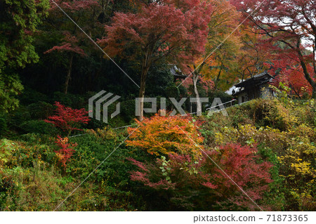 Autumn leaves of Seikanji Temple Autumn leaves of Seikanji Temple 71873365