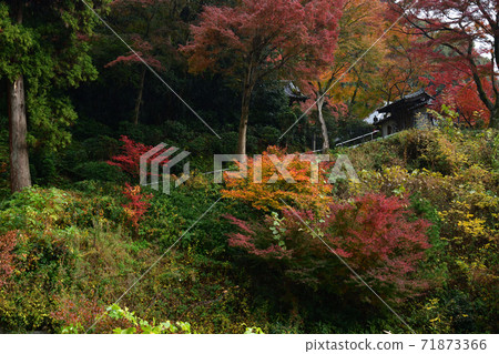 Autumn leaves of Seikanji Temple 71873366