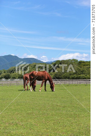 牧場風光(北海道新幹町) 牧場風光(北海道新幹町) 71873705
