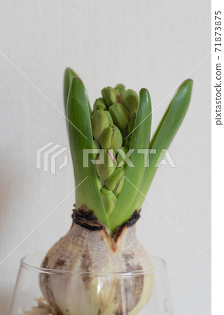 水培風信子燈泡 水培風信子燈泡 71873875