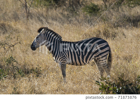 Common Zebra, South, Africa Common Zebra, South, Africa 71873876