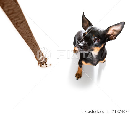 dog  with leash waiting for a walk 71874084