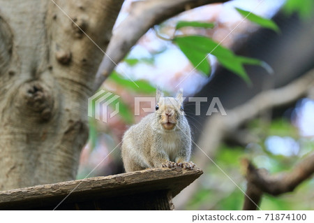 巢箱上的兩個honris 71874100