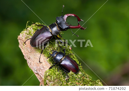 Pair of stag beetles standing on a mossy branch in summer nature 71874202