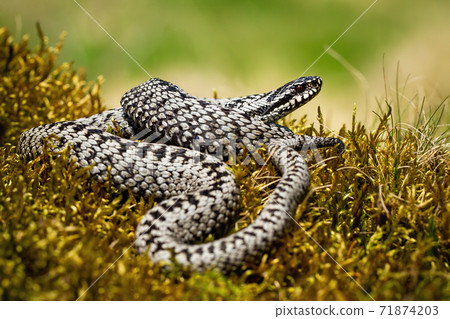 Dangerous common viper basking twisted on green moss in summer nature 71874203