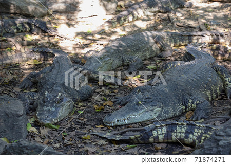 Close up crocodile rest near the river in thailand. 71874271