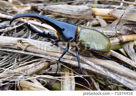 Hercules Hercules 71874458