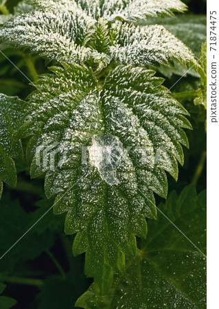 Frozen Urtica dioica plant in november Frozen Urtica dioica plant in november 71874475