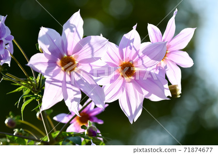 達利亞皇帝 71874677